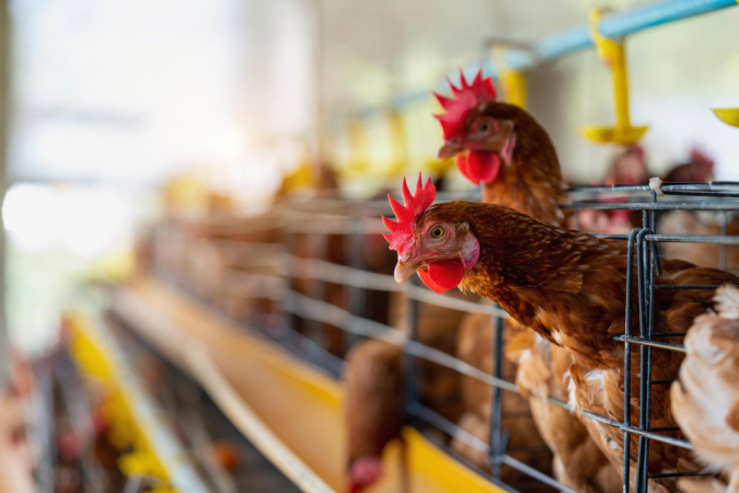 Brasil confirma primeiro caso de gripe aviária em granja comercial no Rio Grande do Sul