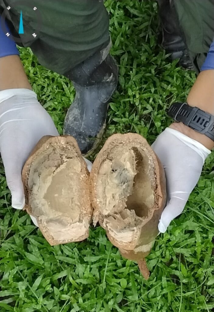 Idaf investiga caso suspeito de monilíase em Marechal Thaumaturgo 