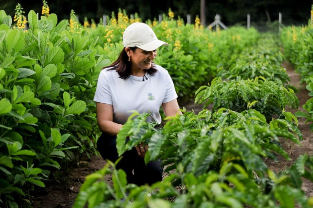 Com recorde na produção de milho, armazéns operam com capacidade máxima