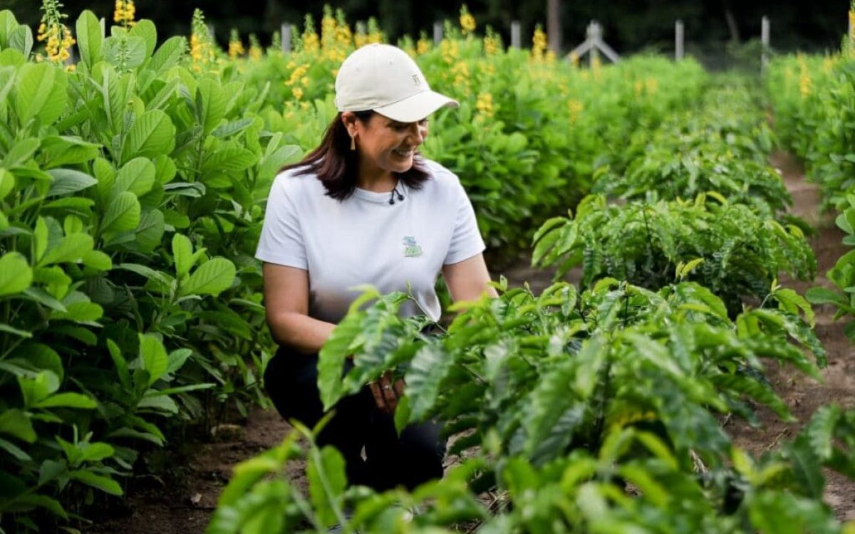 Com recorde na produção de milho, armazéns operam com capacidade máxima