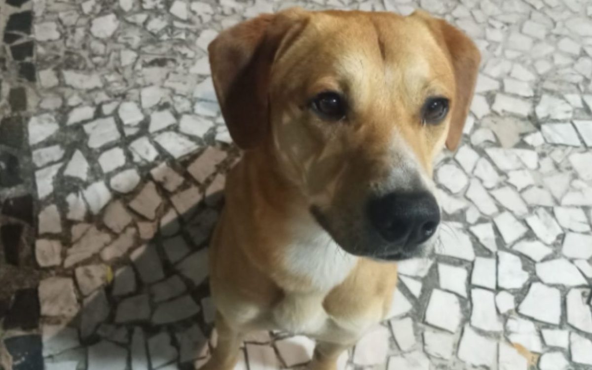 Delegado adota cachorro resgatado após caso de maus-tratos que chocou Santa Catarina