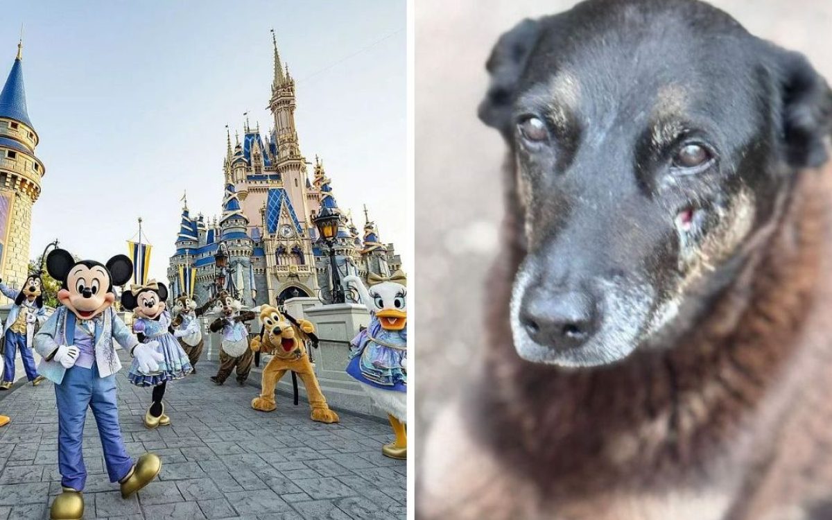 Adolescentes investigados por morte de cão em Florianópolis retornam ao Brasil