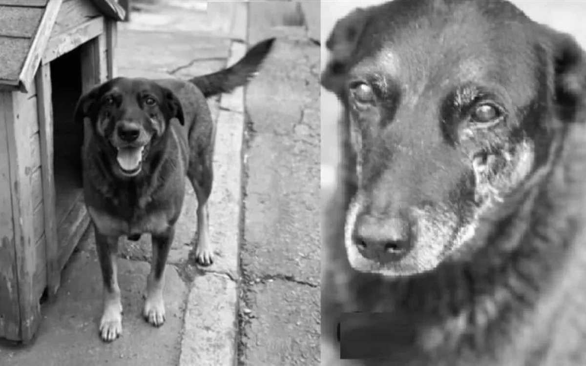 Polícia conclui apuração sobre morte do cão Orelha e pede internação de um adolescente em SC