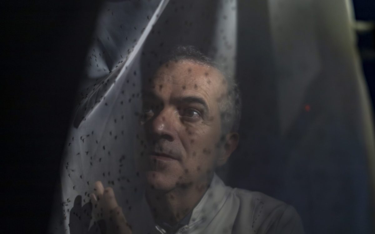 Brasileiro que desenvolveu mosquitos que combatem dengue é reconhecido entre os cientistas mais influentes de 2025